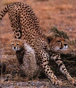 cheetah05gt-MomRumpNPup1